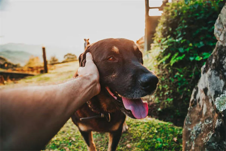 ピットブルと賃貸、本当にペット可？実体験からわかった犬種差別を避ける3つの方法