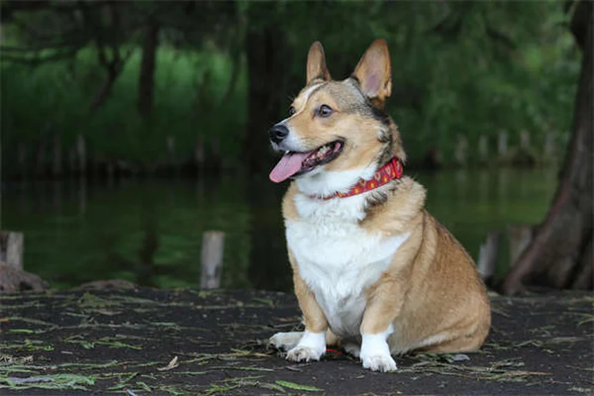 ピットブルと賃貸、本当にペット可？実体験からわかった犬種差別を避ける3つの方法