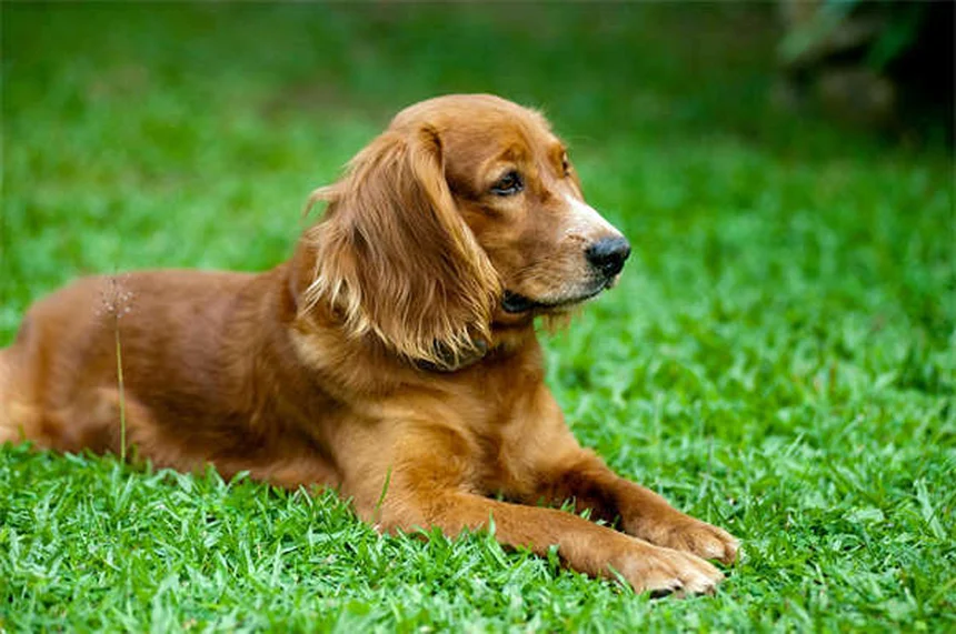ピットブルと賃貸、本当にペット可？実体験からわかった犬種差別を避ける3つの方法