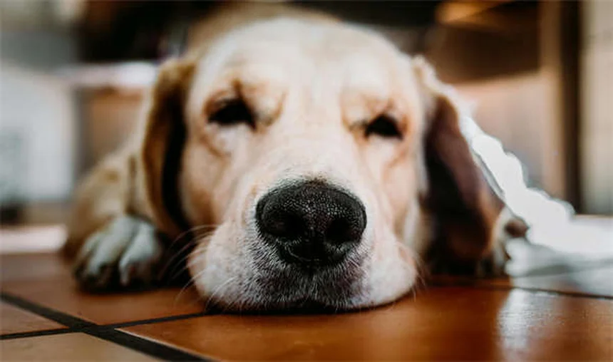 犬の散歩頻度は個体差が大事！正しい決め方とコツ