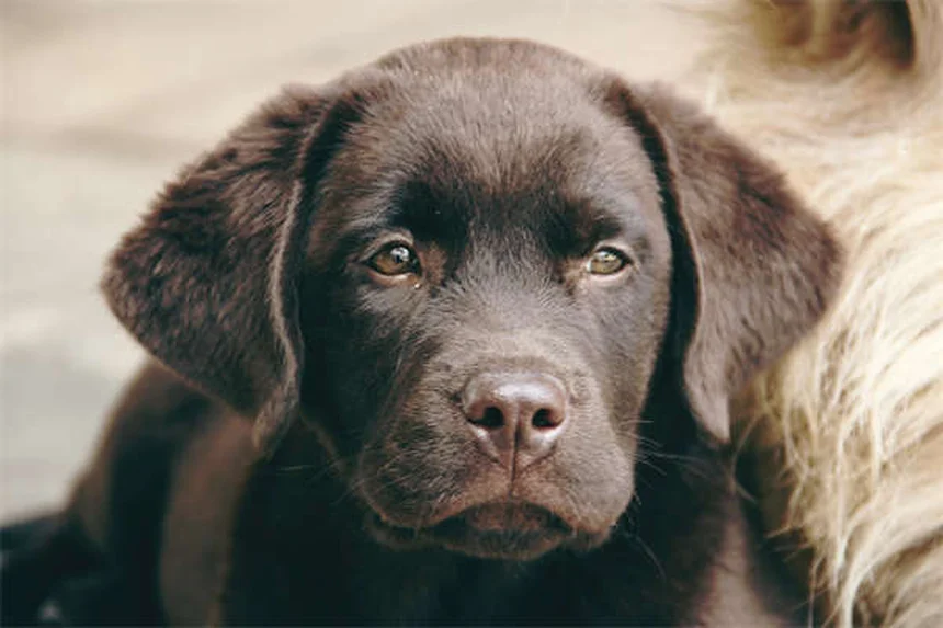 犬の散歩頻度は個体差が大事！正しい決め方とコツ