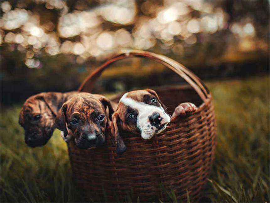 犬の散歩をもっと楽しくする知っておきたい8つの方法