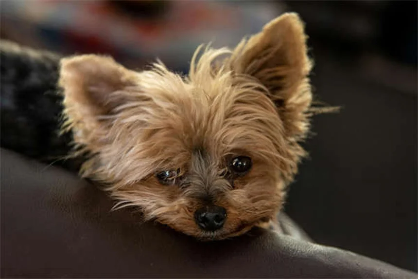 犬の散歩をもっと楽しくする知っておきたい8つの方法