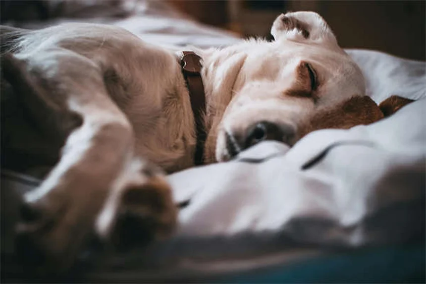 犬の散歩をもっと楽しくする知っておきたい8つの方法