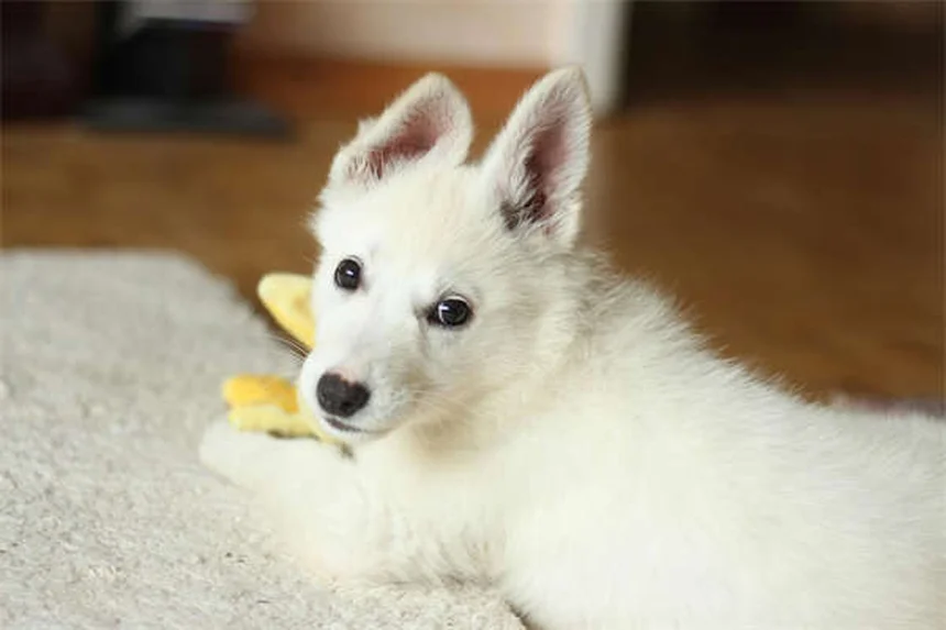 Knabstrupperの性格と飼い方、病気まで徹底解説
