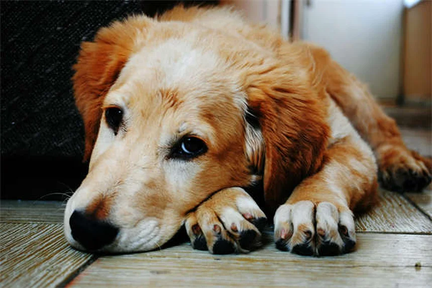 犬や猫のがんと運動――安全に続けるための3つのポイントと痛みのサイン