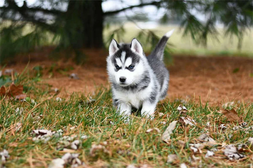 犬や猫のがんと運動――安全に続けるための3つのポイントと痛みのサイン