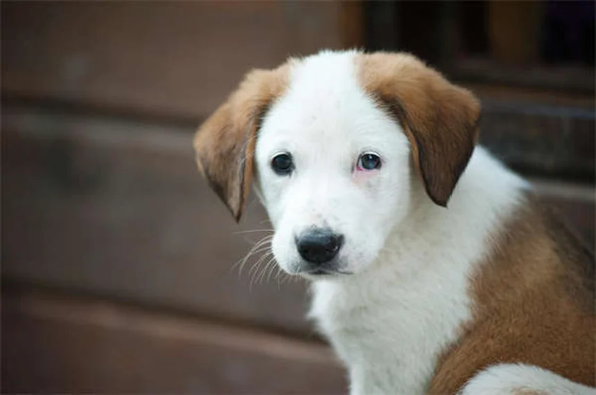 【体験談】私がCerumeneで犬の耳掃除を始めた理由と効果