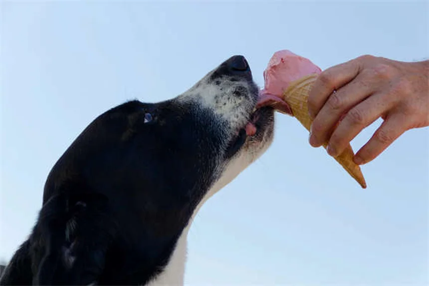 オンダンセトロン【獣医師が教える】犬猫の吐き気止めの副作用・正しい使い方・注意点を解説