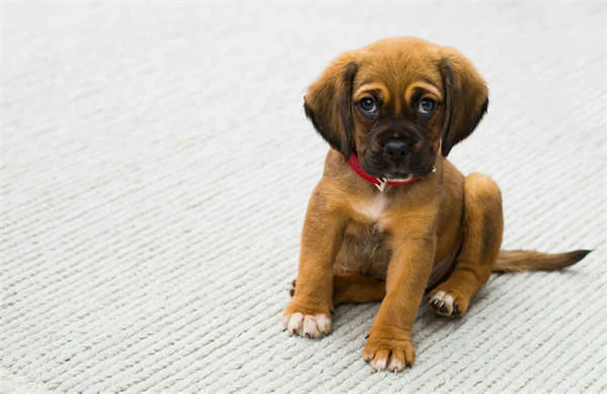 オンダンセトロン【獣医師が教える】犬猫の吐き気止めの副作用・正しい使い方・注意点を解説