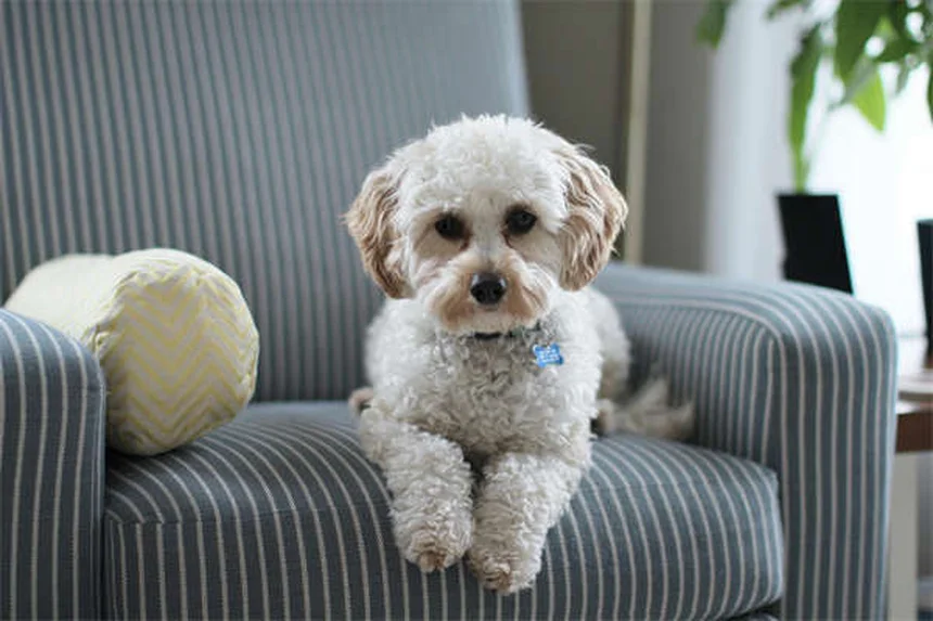 希少犬種20選！特徴や飼い方・注意点を徹底解説