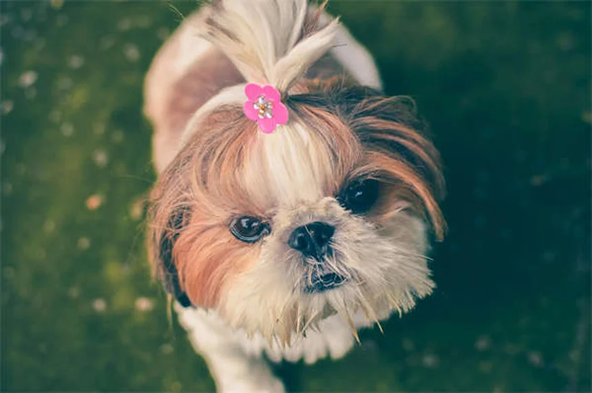 希少犬種20選！特徴や飼い方・注意点を徹底解説