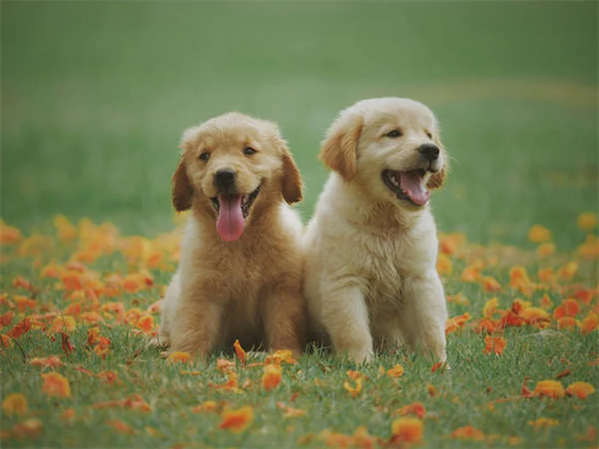 犬が吠える5つの理由とすぐ試せる対処法