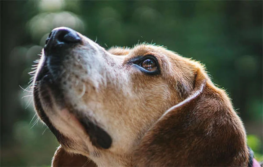 犬が吠える5つの理由とすぐ試せる対処法