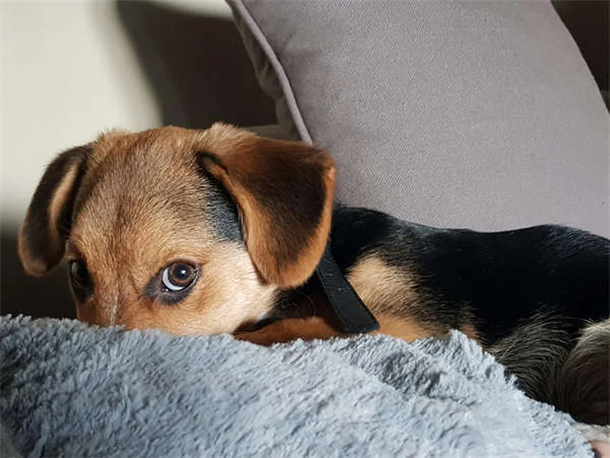もうすぐ成犬！12〜18ヶ月の子犬育て、知っておきたい3つの重要ポイント