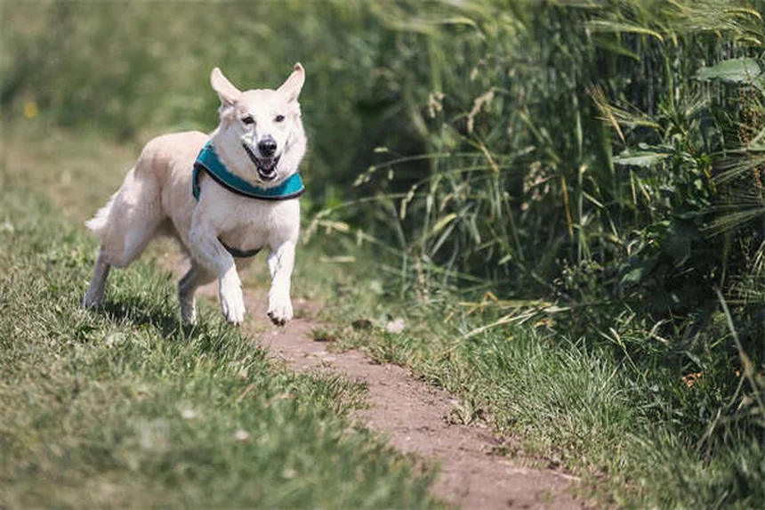 犬の味覚の不思議｜愛犬が感じる5つの味と好みの秘密