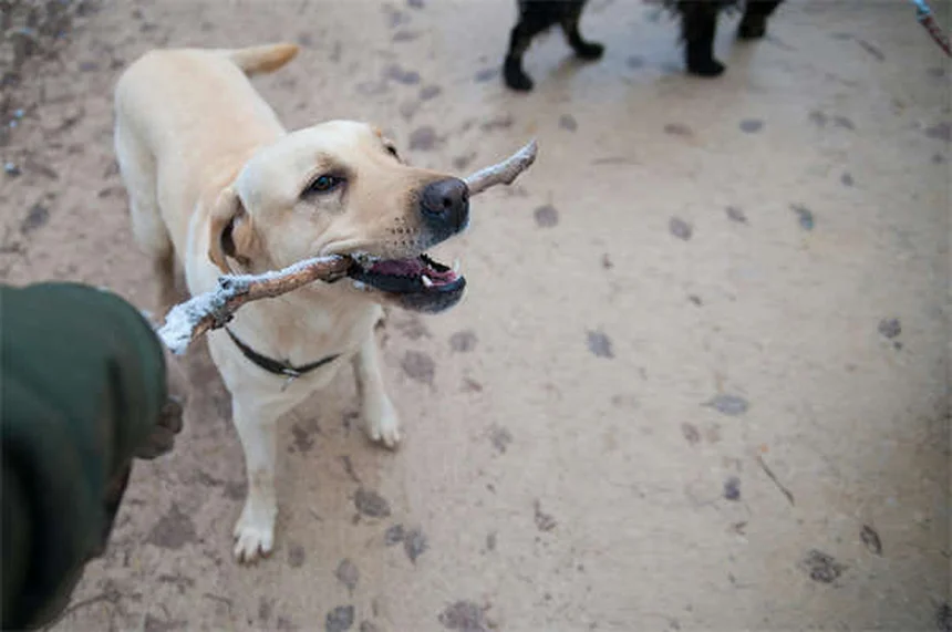 9.11から学ぶ次世代救助犬の育成 - Penn Vet Working Dog Centerの取り組み