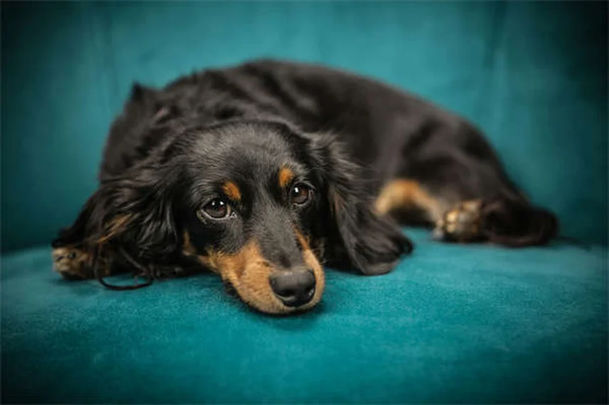 三本足の犬や猫との幸せな暮らし方｜飼育のコツと健康管理