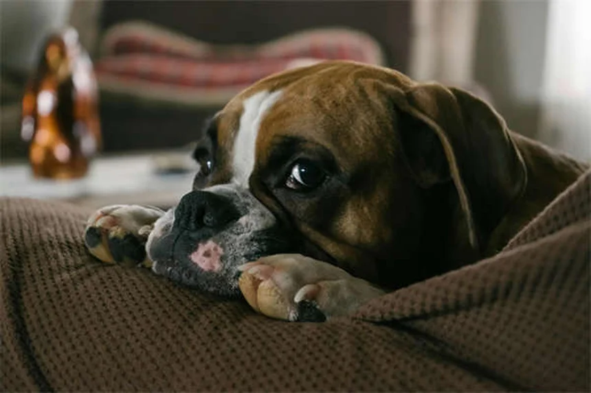 犬が目を開けたまま寝る理由とは？専門家が徹底解説
