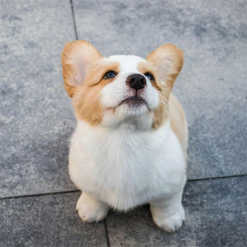犬が目を開けたまま寝る理由とは？専門家が徹底解説