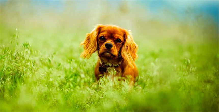 犬の下痢にイモジウムを使う前に知っておきたい5つのこと