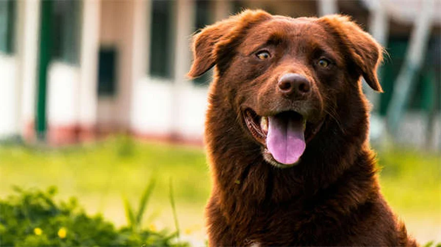 アルビノ犬の特徴とケア方法｜知っておきたい7つの真実