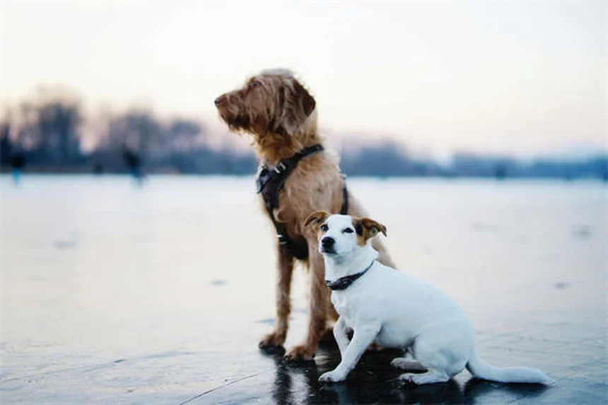 アルビノ犬の特徴とケア方法｜知っておきたい7つの真実