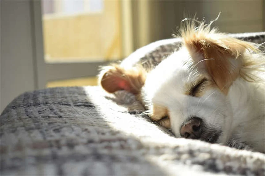 愛犬の旅行用ベッド選び完全ガイド【プロが教える失敗しない選び方】