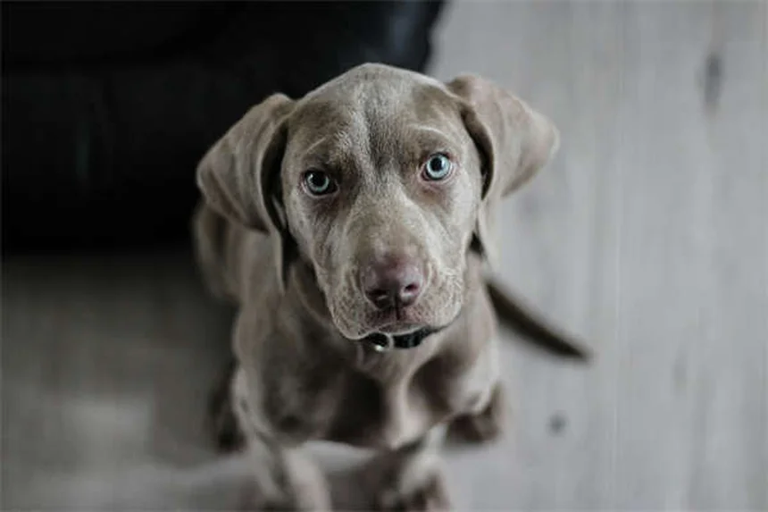 犬のロッキー山紅斑熱の症状5選 見逃しやすいサインと治療法を獣医師が解説