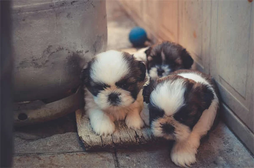 犬が火薬を食べた時の対処法｜花火シーズンのペット安全ガイド