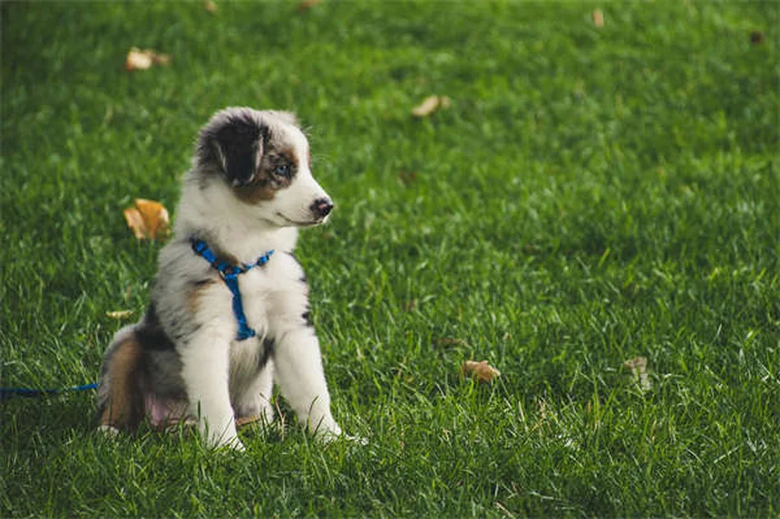 犬と自転車で安全に楽しむ5つのコツ【初心者必見】