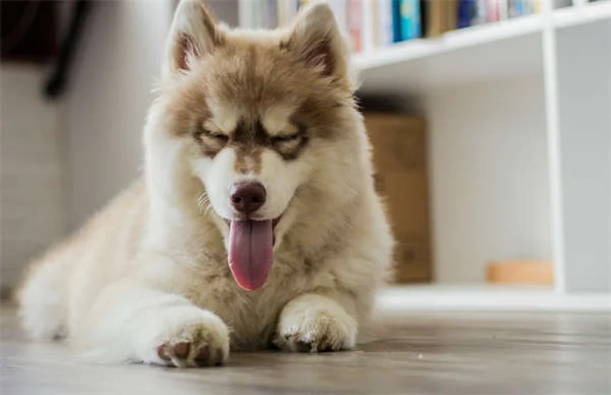 犬の口は本当に清潔？感染症リスクと正しいケア方法5選