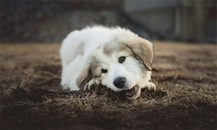迷子犬を見つけたら、5ステップで安全に保護する方法
