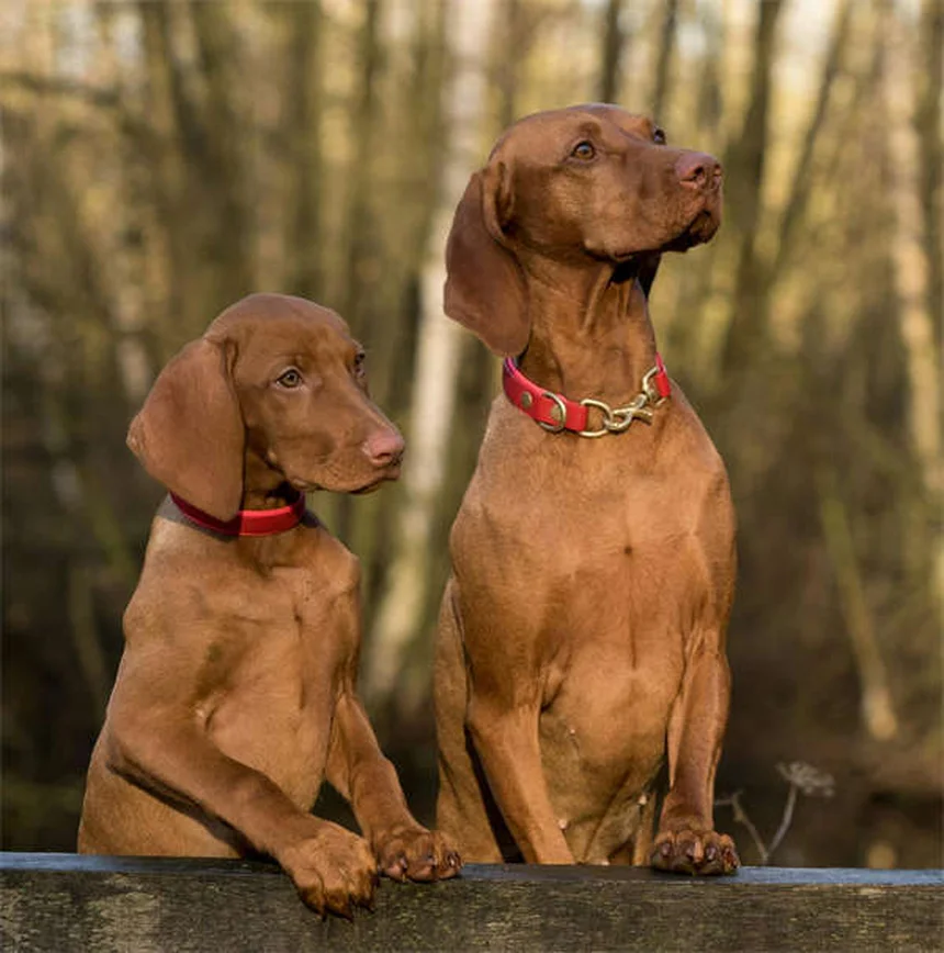 迷子犬を見つけたら、5ステップで安全に保護する方法