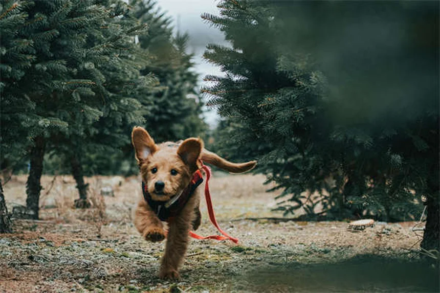 Doodle犬とは？人気のプードルミックスの魅力と飼い方のポイント