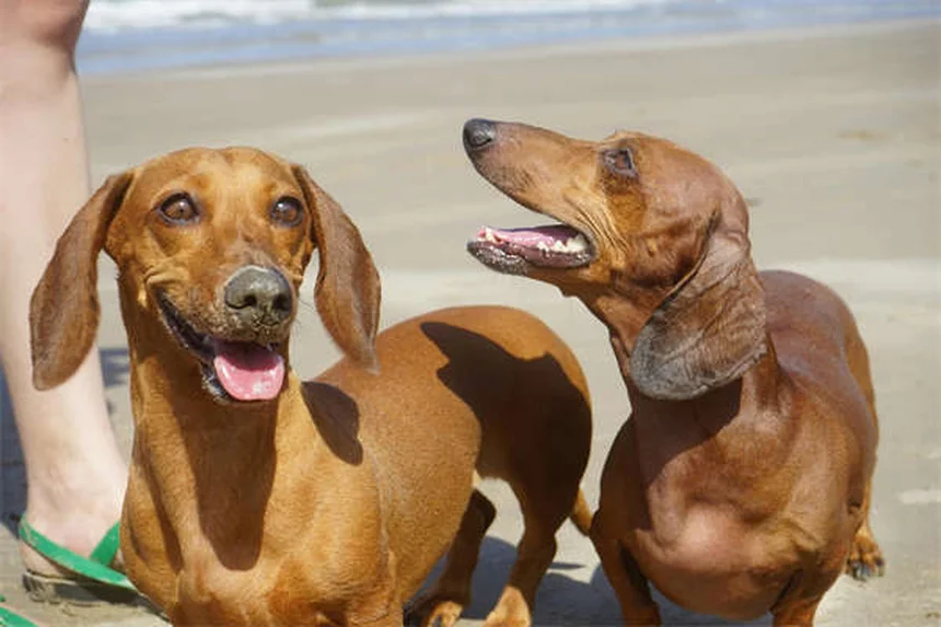 犬猫のモバイル動物病院サービス5つのメリット【自宅でストレスフリー】