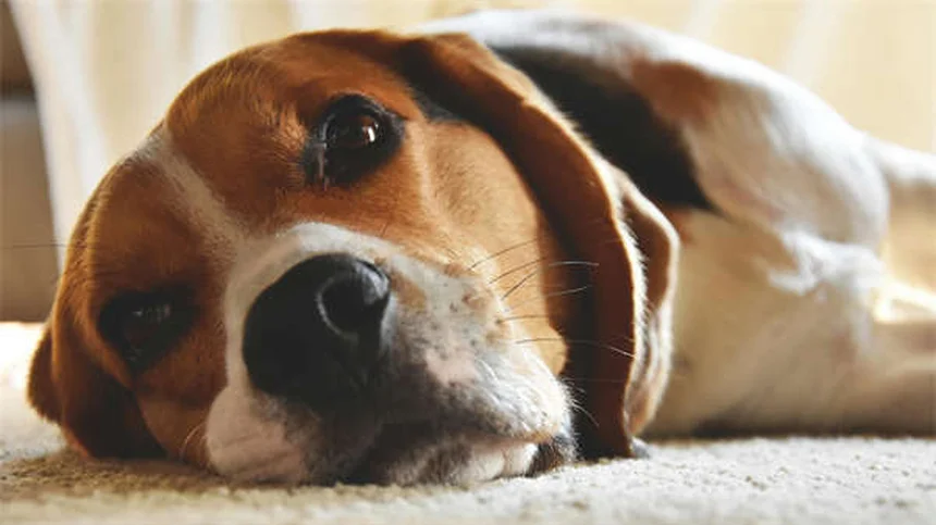 犬の尿臭の取り方：カーペットやソファの臭いを消す方法を実体験から教えます