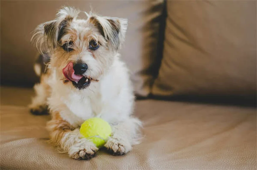 愛犬の選択手術が必要か悩む飼い主へ｜メリットとリスクを徹底解説