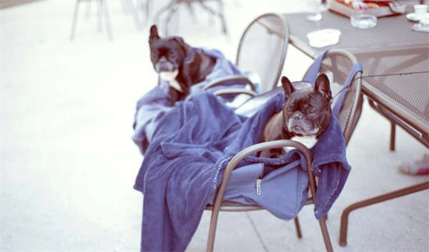 犬用サプリメントは必要？獣医が教える正しい選び方と効果的な使い方