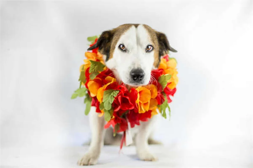 犬用サプリメントは必要？獣医が教える正しい選び方と効果的な使い方